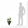  műhortenzia virágcseréppel 60 cm fehér